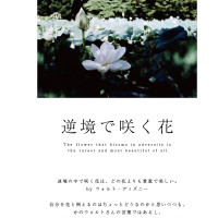 逆境で咲く花 / 遥