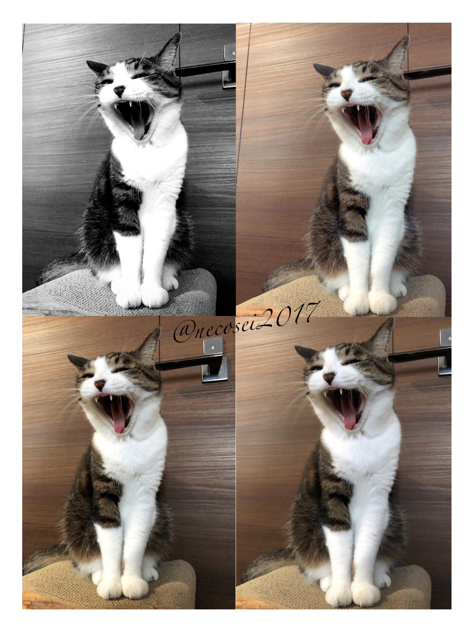 あくび猫ハイクオリティー Tシャツ白（ＧM）