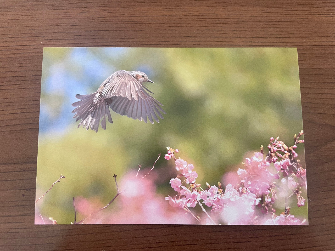 【バラ】鳥写ポストカード　ヒヨドリ