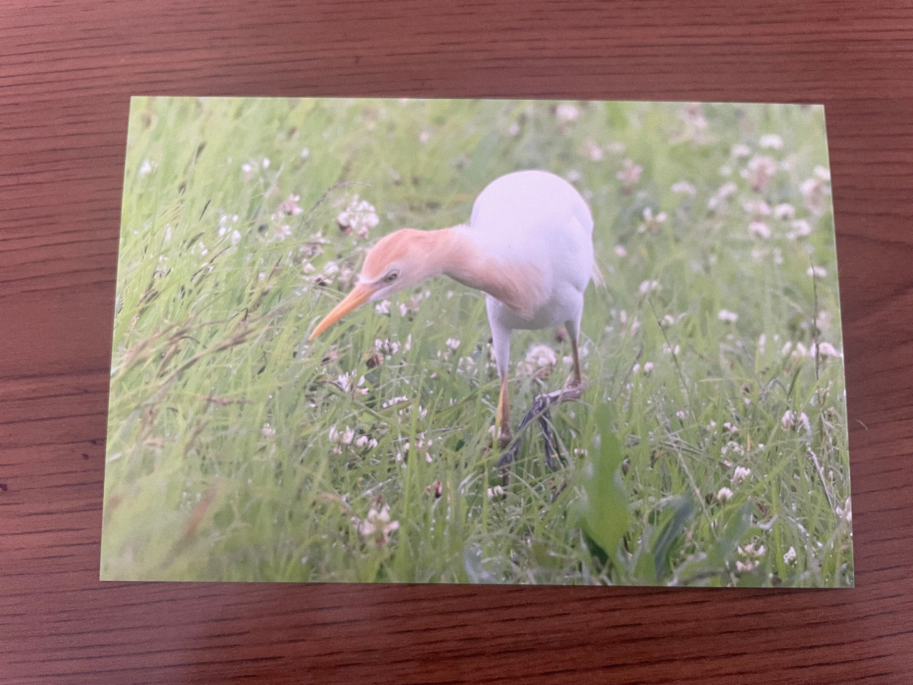 【バラ】鳥写ポストカード・アマサギ