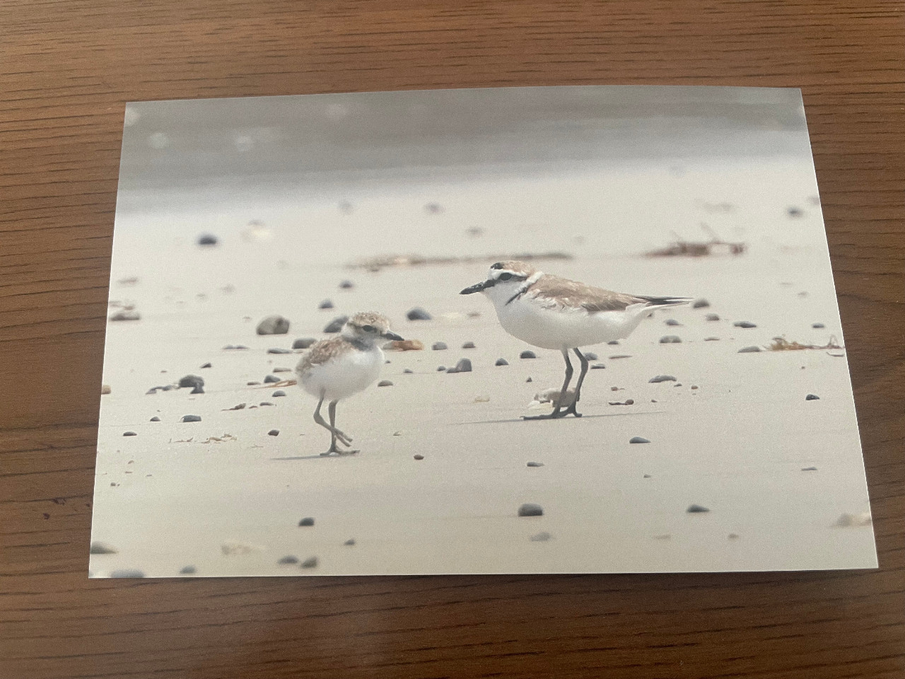 【バラ】鳥写ポストカード　シロチドリの親子
