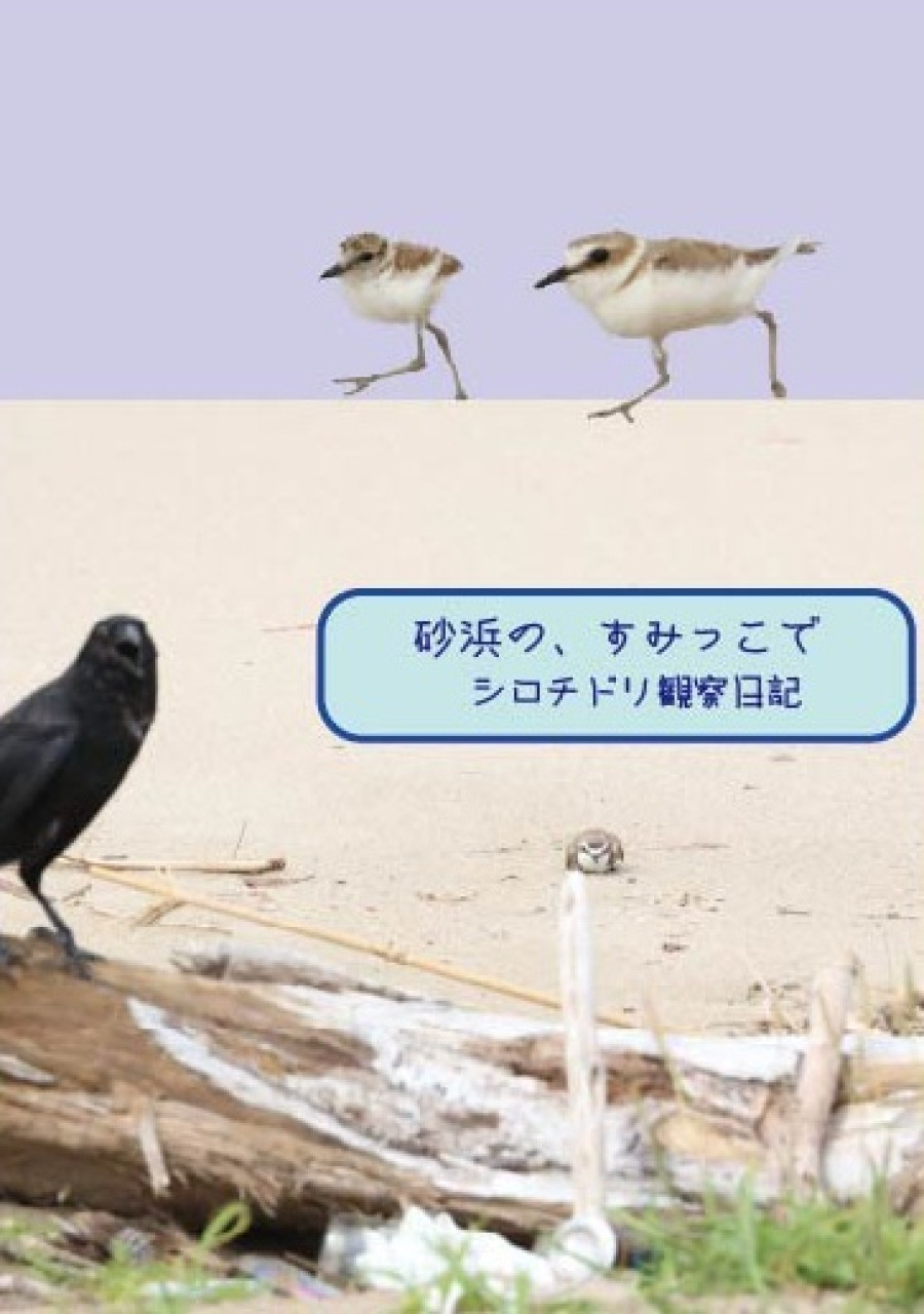 砂浜の、すみっこで　シロチドリ観察日記