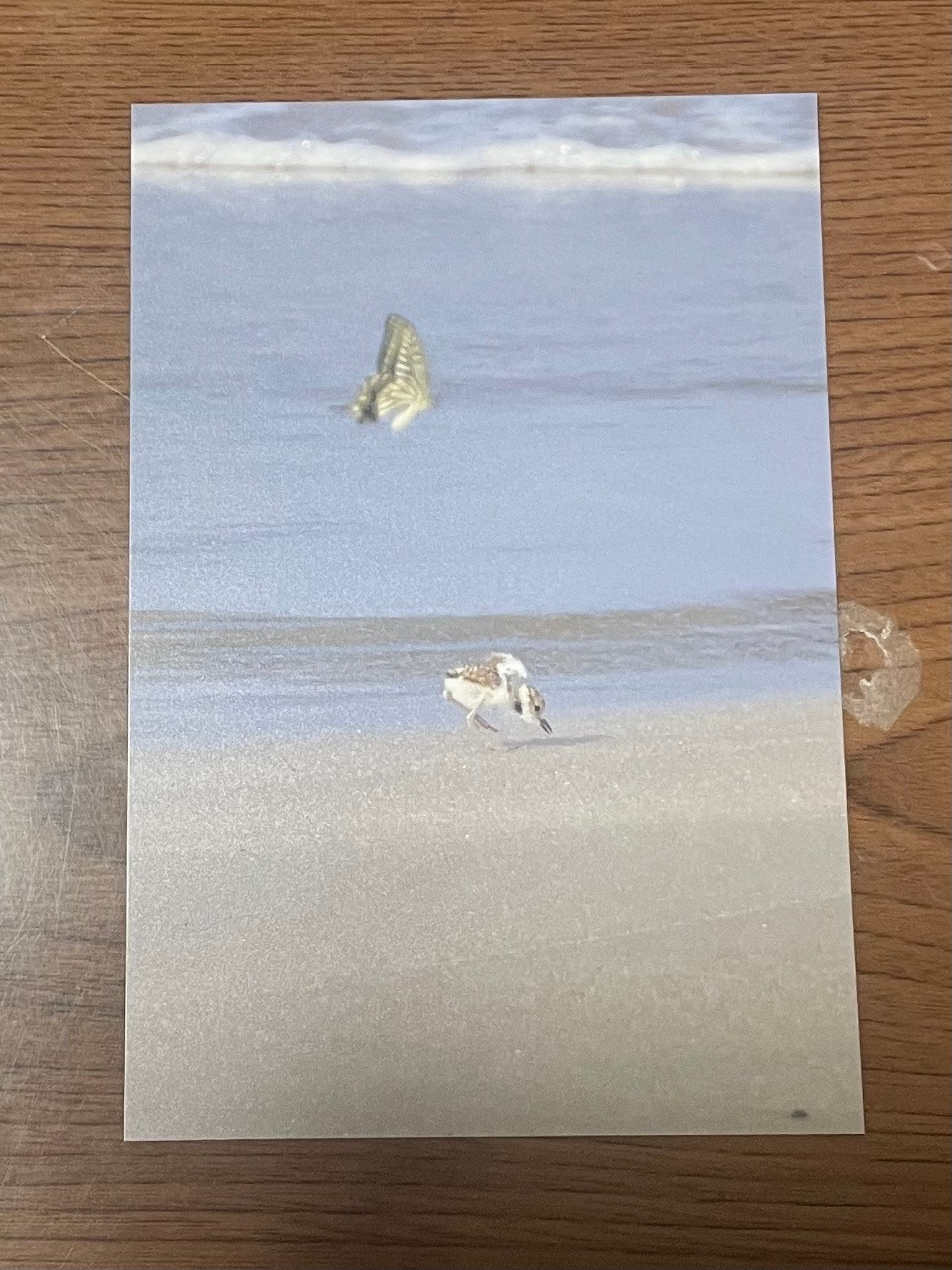 【バラ】鳥写ポストカード　シロチドリとちょうちょ