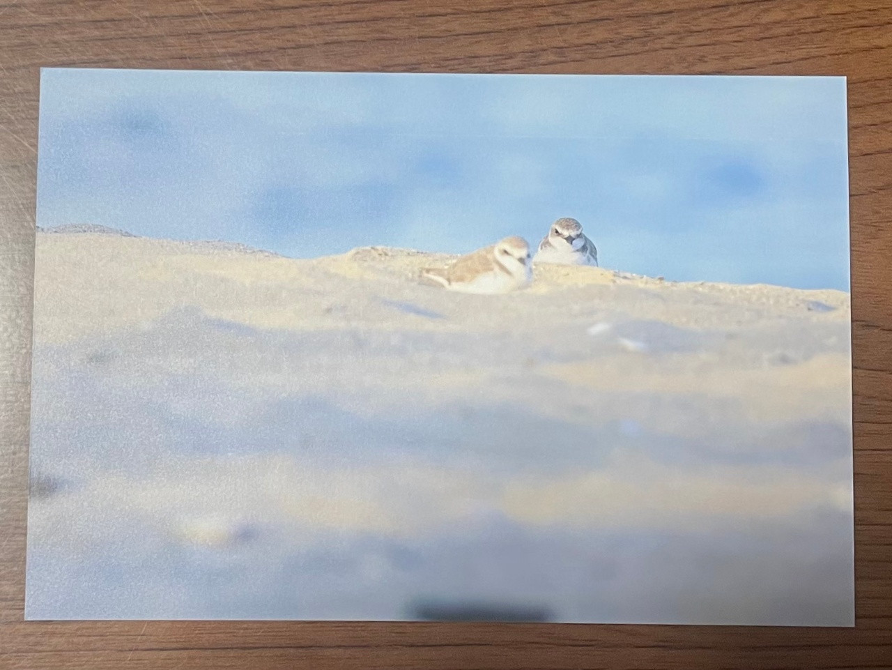 【バラ】鳥写ポストカード　二羽のシロチドリ