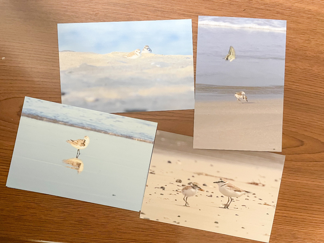 【セット】鳥写ポストカードB