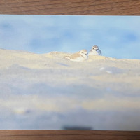 【バラ】鳥写ポストカード　二羽のシロチドリ / 孤伏澤つたゐ