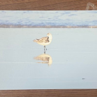 【バラ】鳥写ポストカード　ミユビシギ / 孤伏澤つたゐ