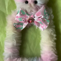 トレカケース ｢キャンディモンスター｣ / ☆ヒロミンゴフラミンゴ☆