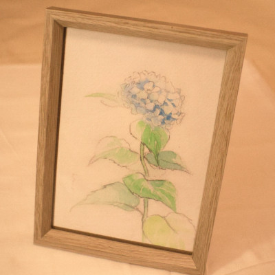 水彩画、アジサイ「凛と。」 / モギハ