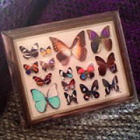 架空壁面装飾『蝶の標本』 / カバネド
