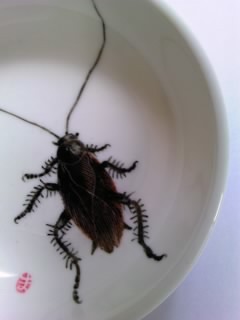 豆皿 ♯02 クロゴキブリ
