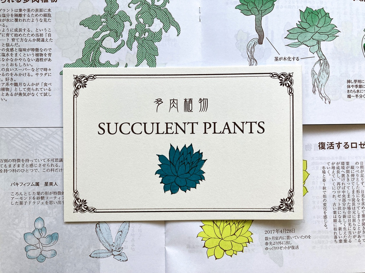 【イラスト&エッセイ】多肉植物 SUCCURENT PLANTS