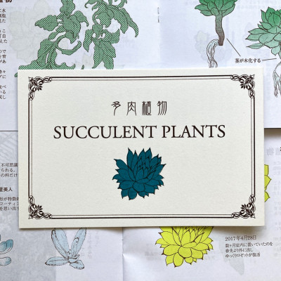 【イラスト&エッセイ】多肉植物 SUCCURENT PLANTS / 緋田すだち