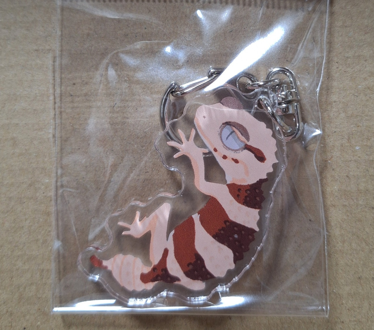 キタオビタマオヤモリアクキー