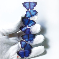 透ける栞（ムラサキシジミ） / こにー